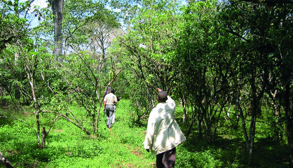 Waldgarten mit Kaffee in Sidamo, Äthiopien: Plantage und Region