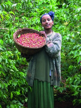 Ernte der Kaffeekirschen in Sidamo, Äthiopien: Plantage und Region
