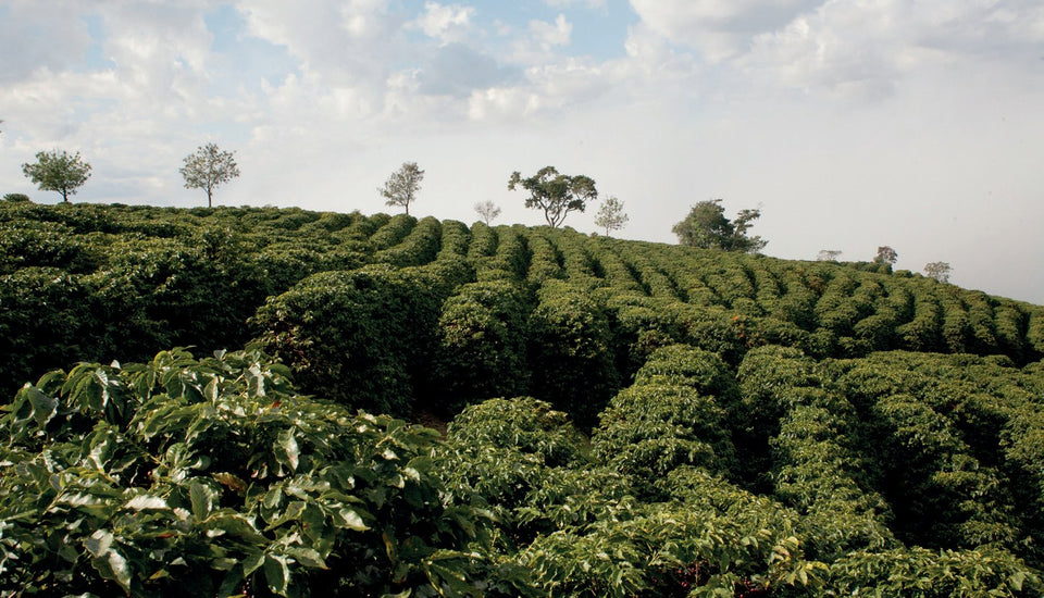 Kaffeeplantage in Sul de Minas, Brasilien: Plantage und Region