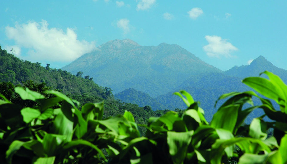 Vulkanlandschaft im Hochland von Guatemala: Plantage und Region