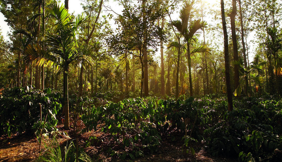 Schattenplantage in Karnataka, Indien: Plantage und Region