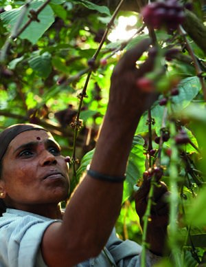 Handpflücke der Kaffeekirschen in Indien: Plantage und Region