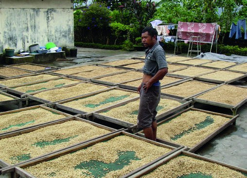 Trocknung des Kaffees auf Hochbetten, Sumatra: Plantage und Region