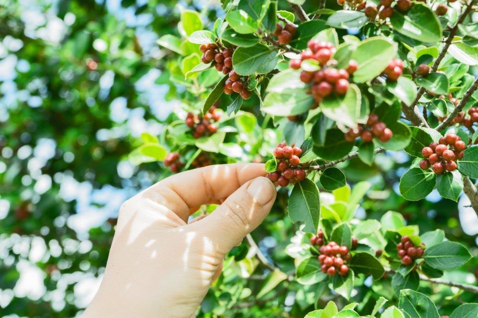 Reife Kaffeekirschen werden von Hand gepflückt