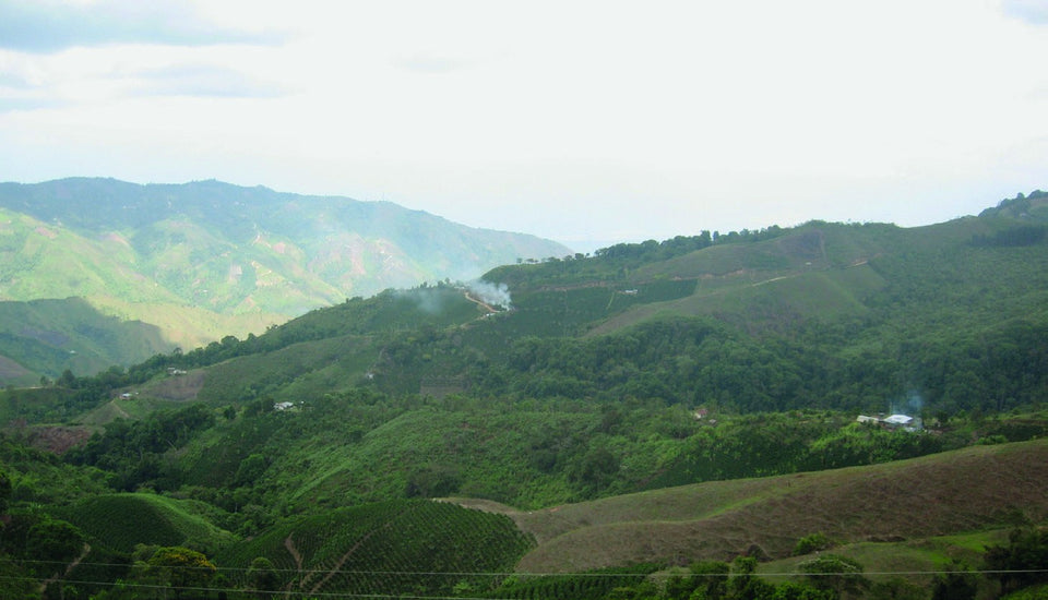Kaffeeberge in Risaralda, Kolumbien: Plantage und Region