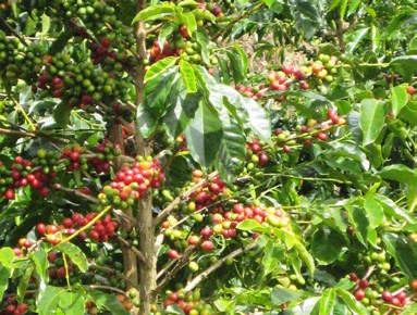 Kaffeekirschen auf der Sigri Estate, Papua-Neuguinea: Plantage und Region