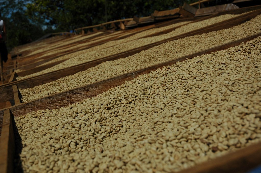 Kaffeebohnen trocknen in der Sonne auf Hochbeeten
